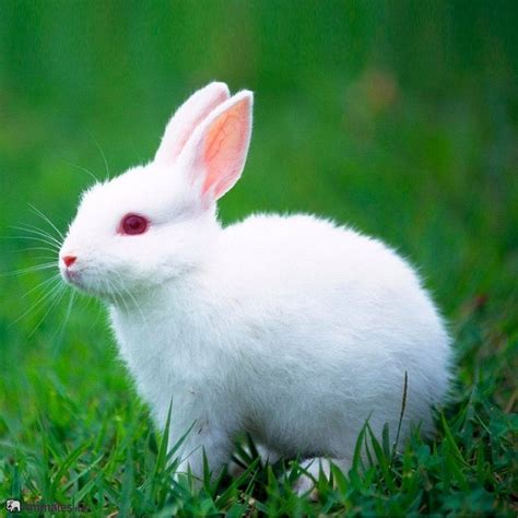 imágenes de conejos